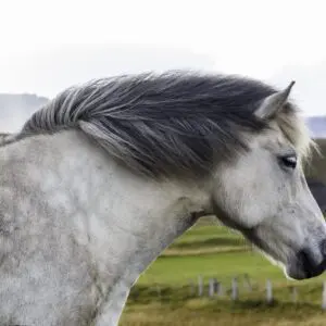 8-day self-drive tour in Iceland, icelandic horse.