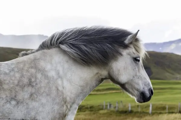 8-day self-drive tour in Iceland, icelandic horse.