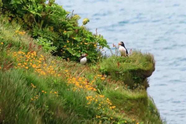 8-Day Self-Drive Tour with South Coast, Golden Circle, Landmannalaugar, Snaefellsnes and Westfjords, puffins on the cliff.