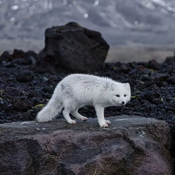 During vacation in Iceland, you can spot Arctic fox.