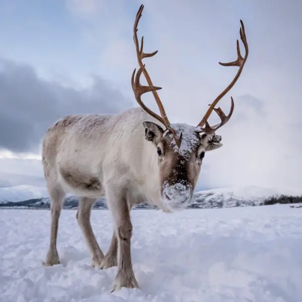 During vacation in Iceland, you can spot reindeers.
