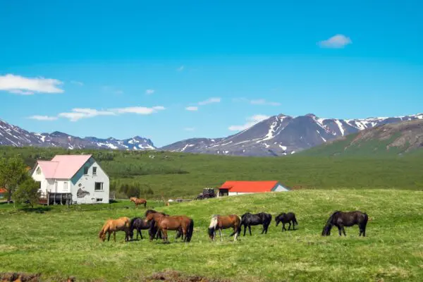 15-Day Self-Drive Tour around Iceland, horses on the farm.