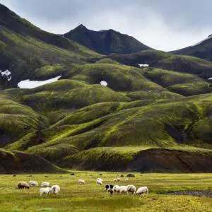 15-Day Self-Drive Tour around Iceland, Landmannalaugar.
