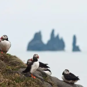 15-Day Self-Drive Tour around Iceland, puffins in the South Coast.