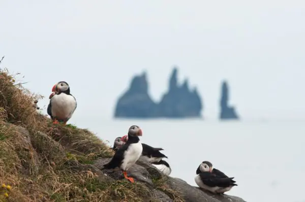 15-Day Self-Drive Tour around Iceland, puffins in the South Coast.