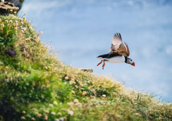 8-Day Self-Drive Road Trip around Wild Westfjords, puffin.
