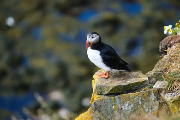 8-Day Self-Drive Road Trip around Wild Westfjords, puffin on the cliff.