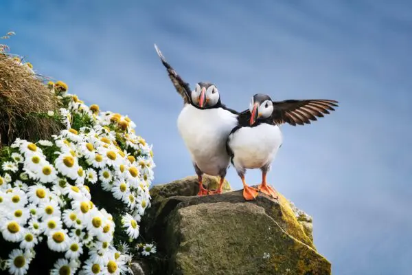 8-Day Self-Drive Road Trip around Wild Westfjords, puffins on the cliff.