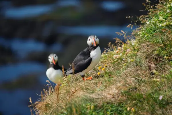 8-Day Self-Drive Road Trip around Wild Westfjords, puffins.