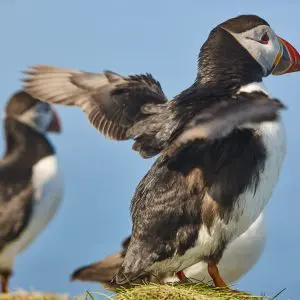 2-Hour Boat Trip in the Faroe Islands from Torshavn.