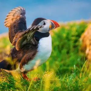 4-Day Summer Self-Drive Tour in the Faroe Islands.