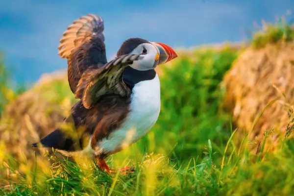 4-Day Summer Self-Drive Tour in the Faroe Islands.