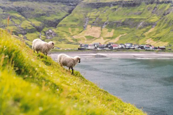 4-Day Summer Self-Drive Tour in the Faroe Islands.