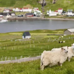 8-Day Summer Self-Drive Tour: Wonders of the Faroe Islands.