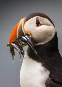 Puffin Tours in the Faroe Islands.