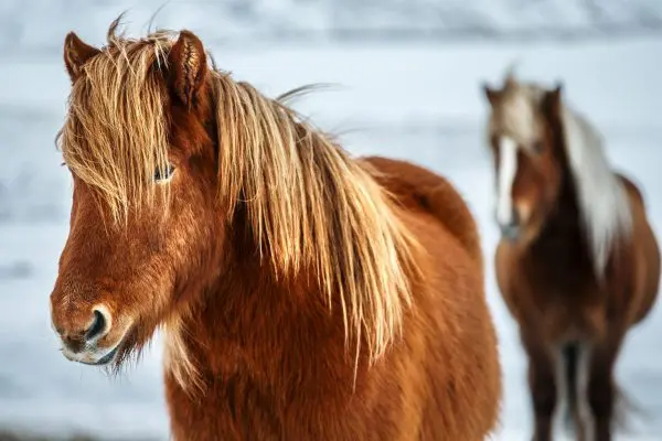 5-Day Self-Drive Tour in Iceland with Northern Lights & Natural Warmth.
