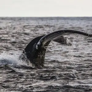 10-Day Self-Drive Iceland Ring Road Tour with 2026 Solar Eclipse Experience - Image 11