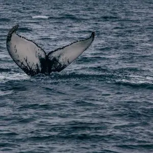 6-Day South & West Iceland Self-Drive Tour with 2026 Total Solar Eclipse - Image 9