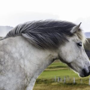 8-day self-drive tour in Iceland, icelandic horse.