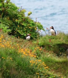 8-Day Self-Drive Tour with South Coast, Golden Circle, Landmannalaugar, Snaefellsnes and Westfjords, puffins on the cliff.