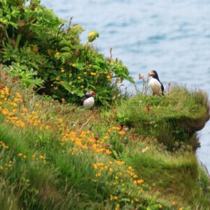 8-Day Self-Drive Tour with South Coast, Golden Circle, Landmannalaugar, Snaefellsnes and Westfjords, puffins on the cliff.