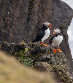 8-Day Self-Drive Tour with South Coast, Golden Circle, Landmannalaugar, Snaefellsnes & Westfjords, puffins sitting on the cliff.