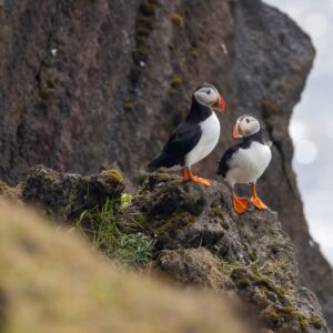 8-Day Self-Drive Tour with South Coast, Golden Circle, Landmannalaugar, Snaefellsnes & Westfjords, puffins sitting on the cliff.