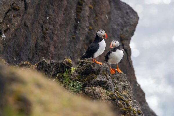 8-Day Self-Drive Tour with South Coast, Golden Circle, Landmannalaugar, Snaefellsnes & Westfjords, puffins sitting on the cliff.