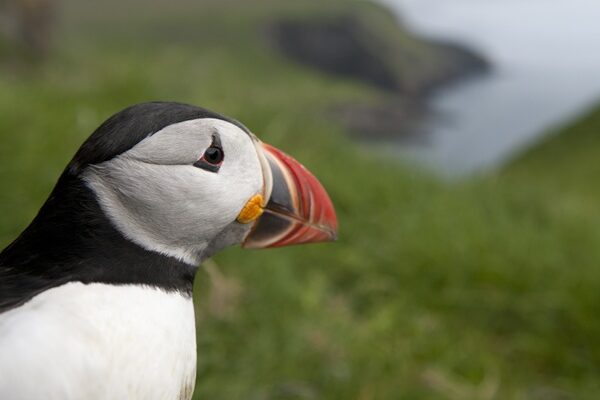 Self-drive tours in the Faroe Islands, puffin.