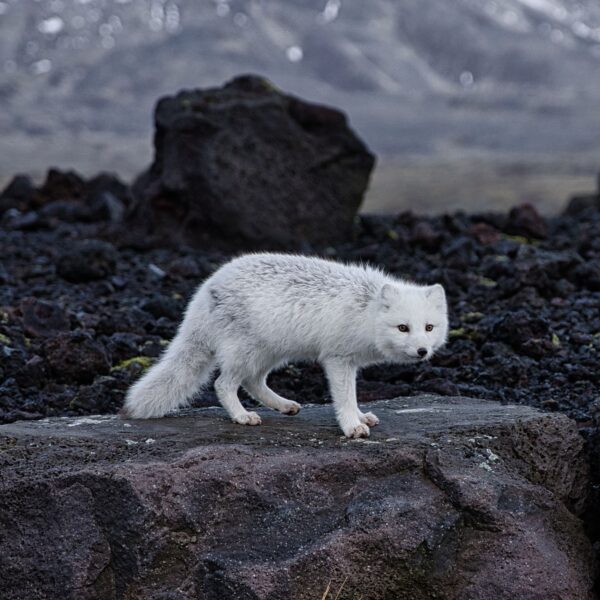During vacation in Iceland, you can spot Arctic fox.