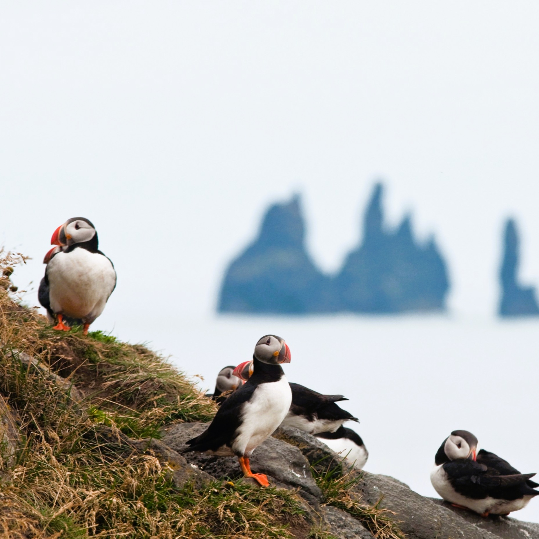 Summer vacation in Iceland, puffins on the cliffs.
