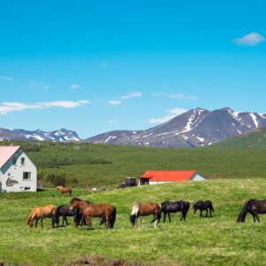 15-Day Self-Drive Tour around Iceland, horses on the farm.