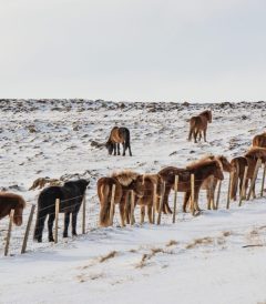 4-Day Short Winter Self-Drive Trip in North Iceland, horses on the field.