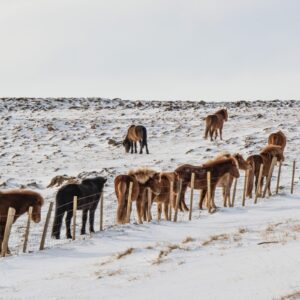 4-Day Short Winter Self-Drive Trip in North Iceland, horses on the field.
