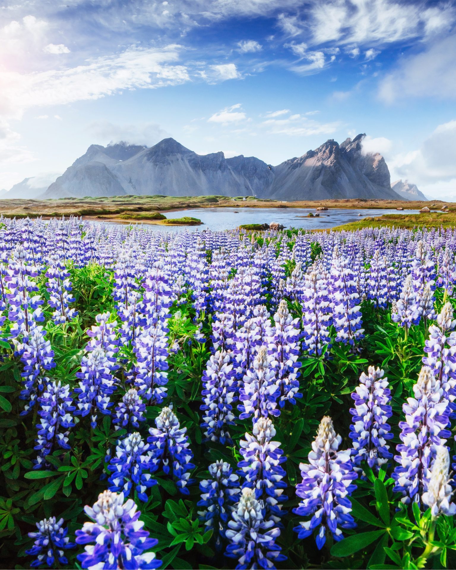 Self-drive tours in Iceland, summer in Vestrahorn.