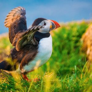 4-Day Summer Self-Drive Tour in the Faroe Islands.