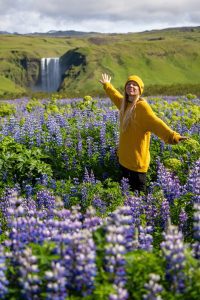 Summer Self-Drive Tours in Iceland, lupine season.