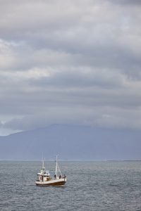 Whale Watching Trips in Iceland.