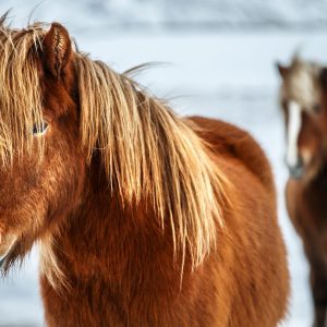 5-Day Self-Drive Tour in Iceland with Northern Lights & Natural Warmth.
