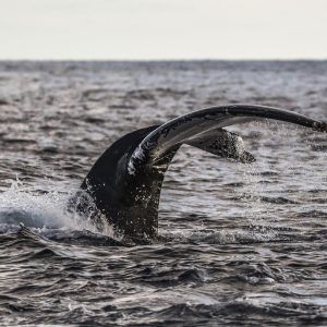 10-Day Self-Drive Iceland Ring Road Tour with 2026 Solar Eclipse Experience - Image 11
